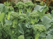 Másodnövények a kertjeinkben: a brokkoli