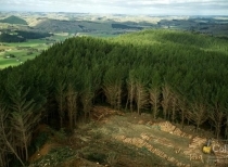 Miniszteri közlés az erdők ügyében