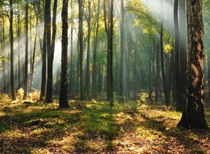 A települések még egy évig pályázhatnak erdőtelepítésre