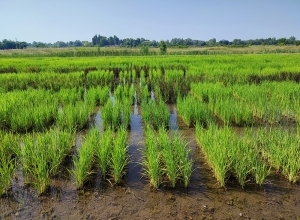 A klímaváltozás elleni küzdelemben is segít a magyar rizskutatás