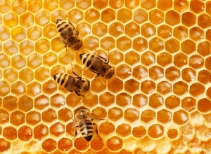 Fizetnek a méhészeknek