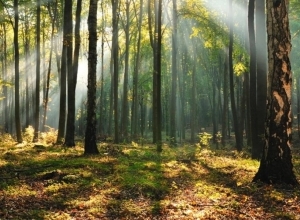 Erdőre alapozó innovációk